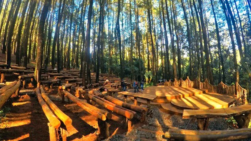 Tour Wisata Hutan: Petualangan Menyatu dengan Alam